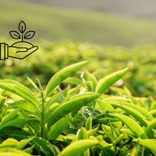 Té Verde Gunpowder en 30 Bolsas de Piramide