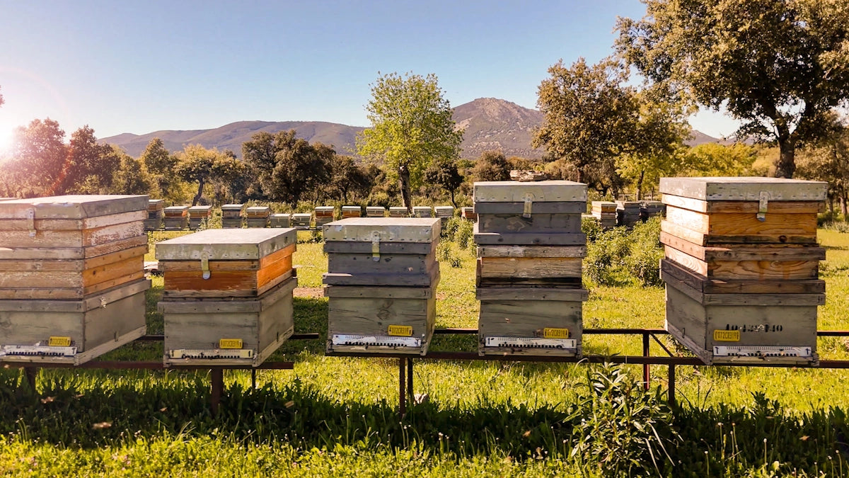 Pure honey from Dehesa El Molinillo