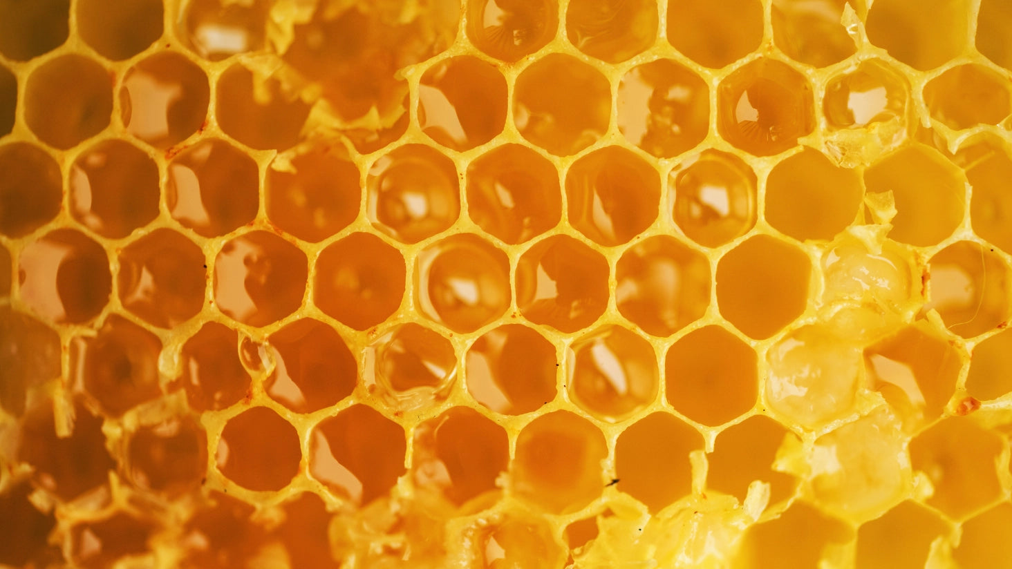 Pure honey from Dehesa El Molinillo