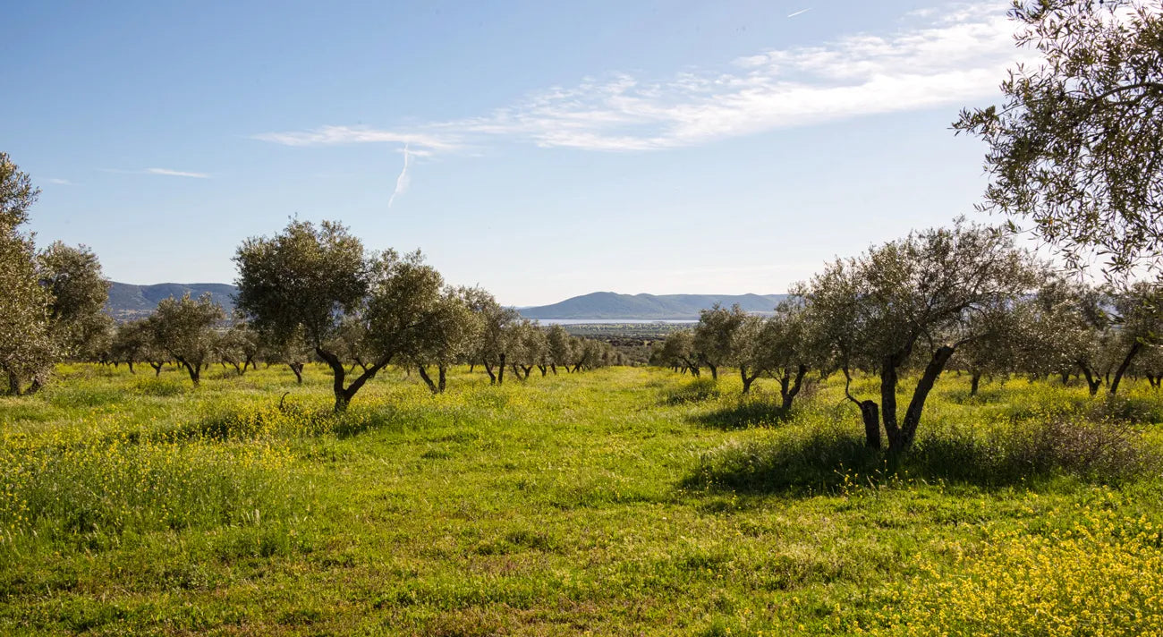 Premium AOVE Empeltre