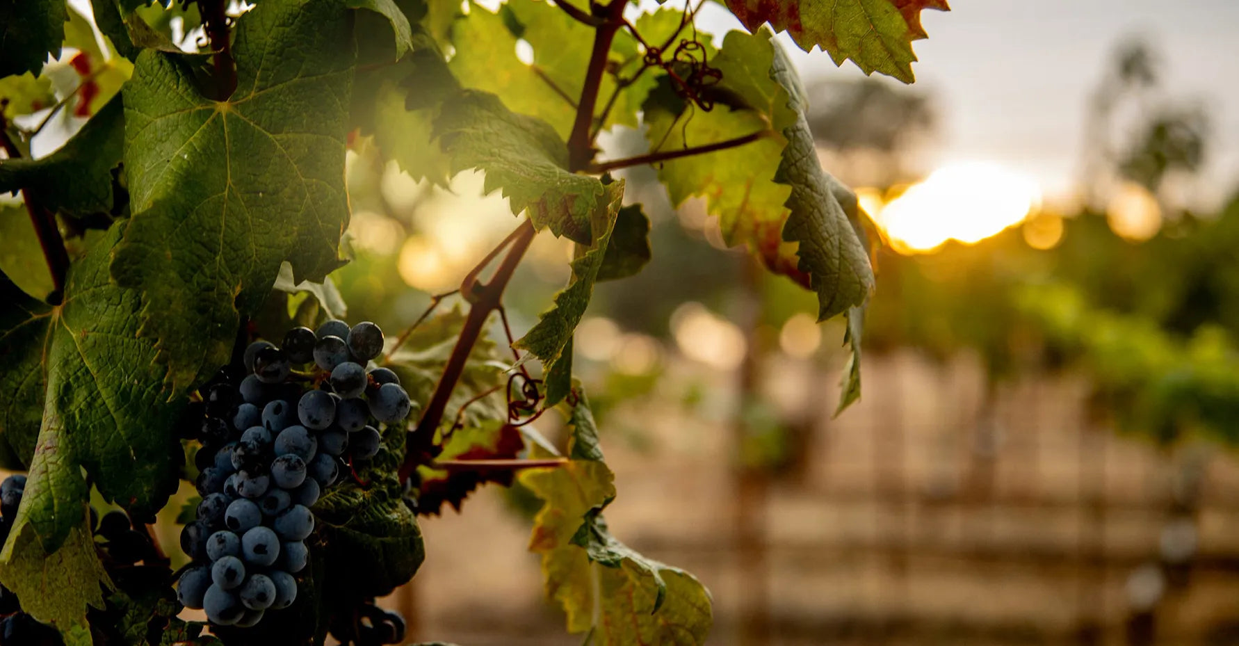 Nacelcanto Wine 2022