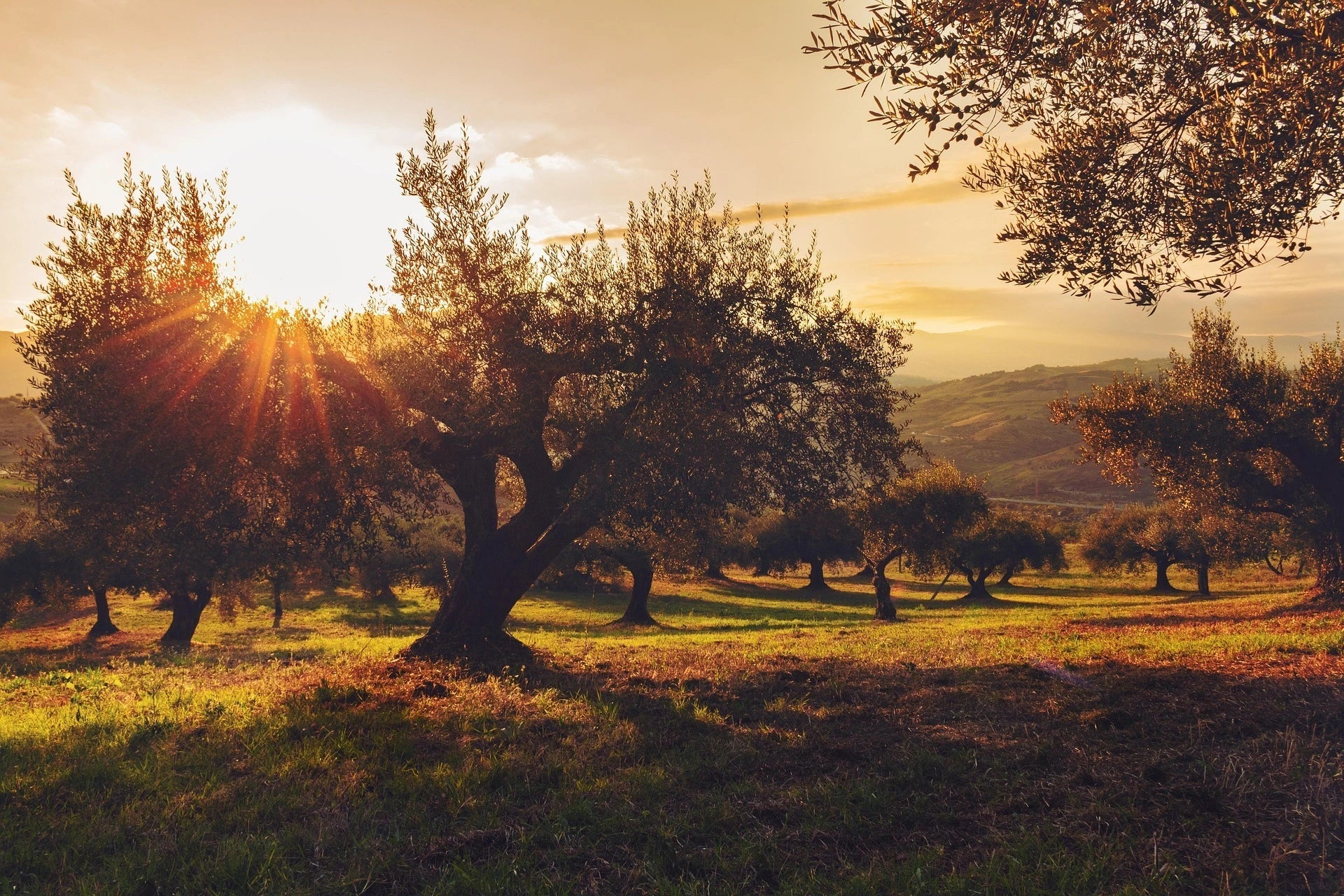 Aceite de Oliva Virgen Extra: Qué es, Cómo se produce y Por qué es tan valorado