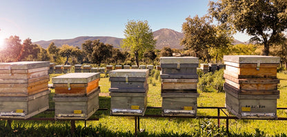 Miel pura de Dehesa El Molinillo