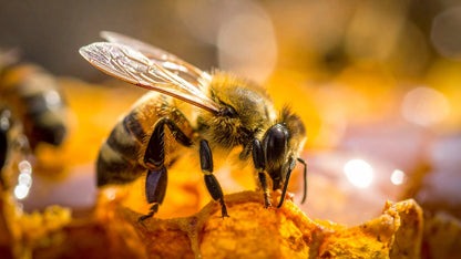 Pure honey from Dehesa El Molinillo 