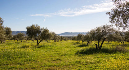 Premium AOVE Empeltre