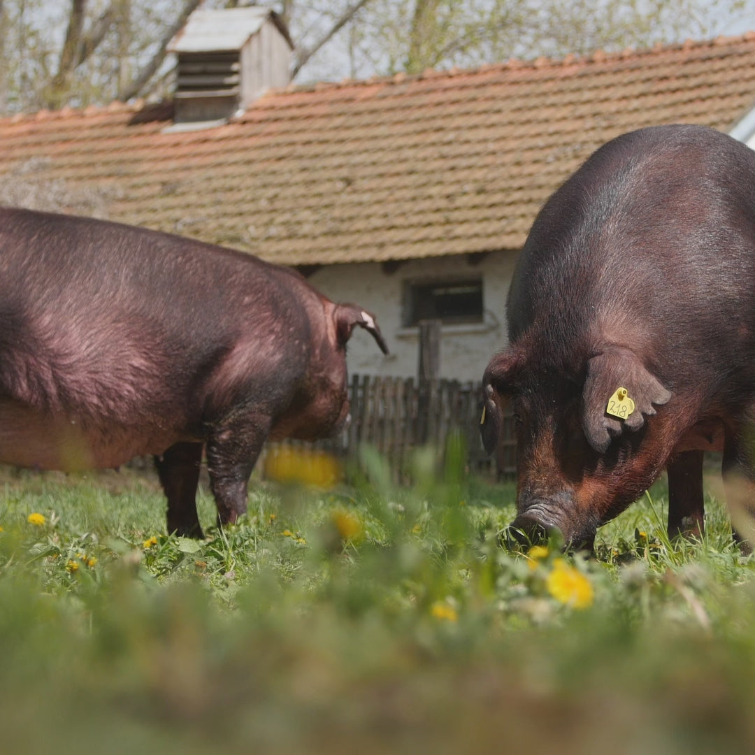 Jamón de Bellota 100% Ibérico Pata Negra