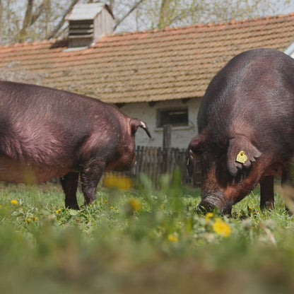 Jamón de Bellota 100% Ibérico Pata Negra